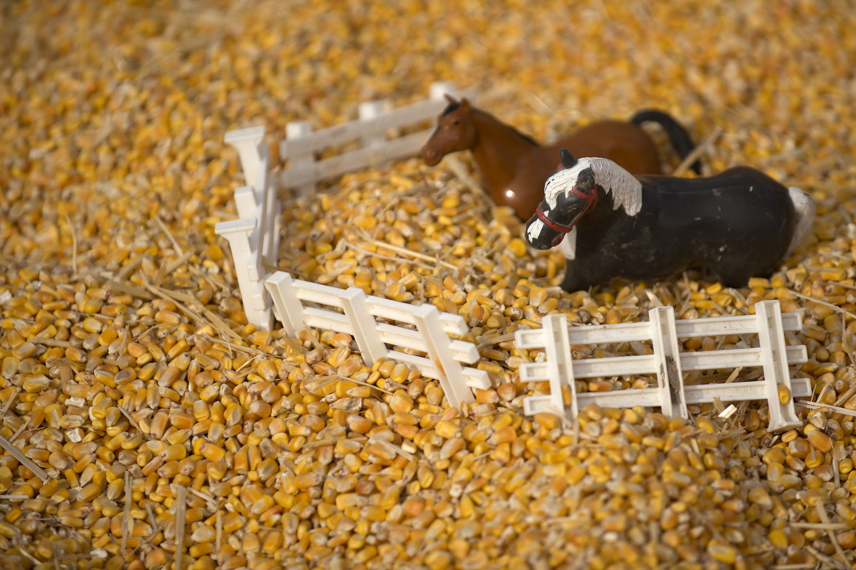 Magic Valley Corn Maze